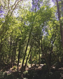 Junipine Resort