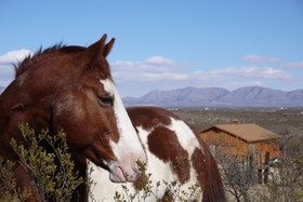 Tombstone Monument Ranch