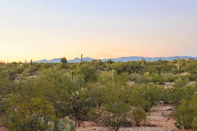 Saguaro Serenity by Casago