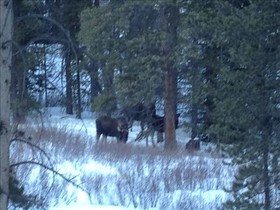 Black Bear Crossing