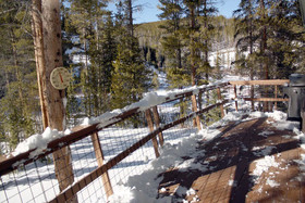 Black Bear Crossing