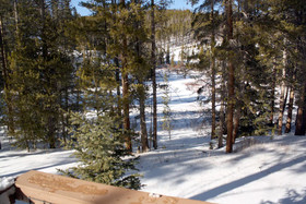 Black Bear Crossing