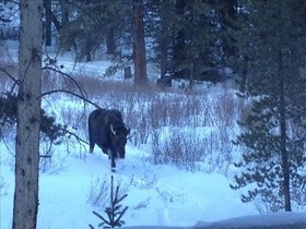 Black Bear Crossing
