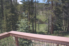 Black Bear Crossing