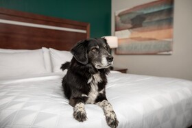Holiday Inn Hotel & Suites Durango Central
