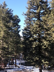 Ponderosa Lodge