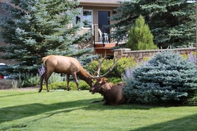 Quality Inn Near Rocky Mountain National Park