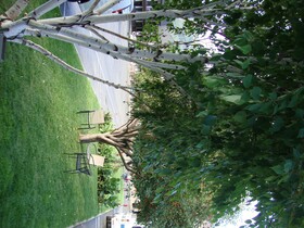 Silver Spruce Motel