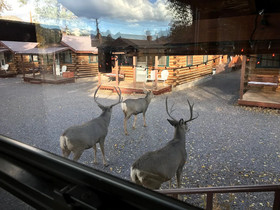 Grandview Cabins & RV Resort