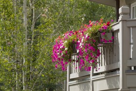 Sonnenalp Resort Of Vail