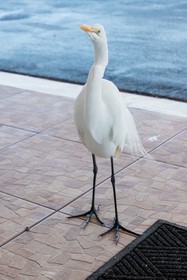 Belleair Beach Resort Motel by Magnuson Worldwide