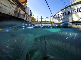 Hawks Cay Resort