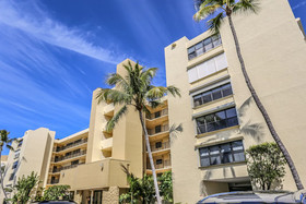 Palms