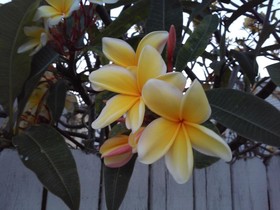 The Laureate Key West