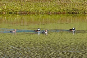 Emerald Island Resort