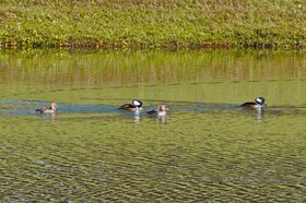Emerald Island Resort