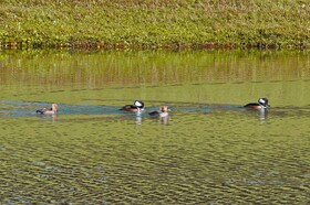 Emerald Island Resort
