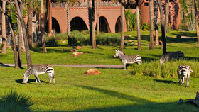Disney's Animal Kingdom Villas - Jambo House