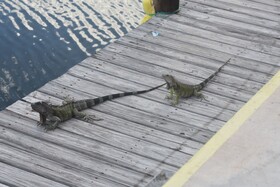 Coconut Cay Resort