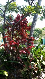Coconut Cay Resort
