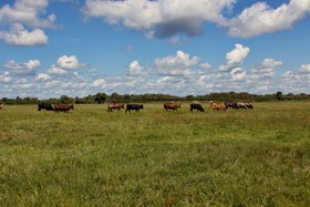 Westgate River Ranch Resort & Rodeo