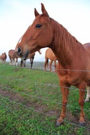 Westgate River Ranch Resort & Rodeo