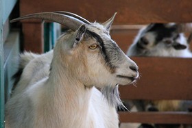 Westgate River Ranch Resort & Rodeo