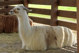 Westgate River Ranch Resort & Rodeo