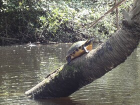 Bahia Vista by RedAwning