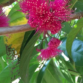 Hawaii Belt Coffee Garden