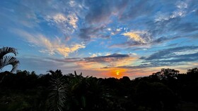 Hawaii Belt Coffee Garden
