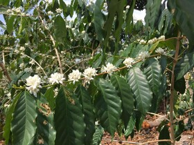 Hawaii Belt Coffee Garden