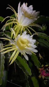 Hawaii Belt Coffee Garden