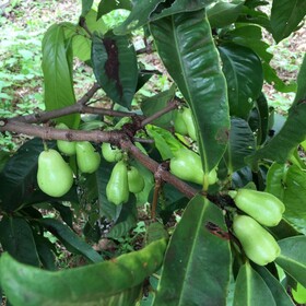 Hawaii Belt Coffee Garden