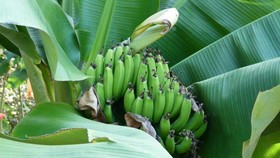 The Rainbow Plantation Bed & Breakfast