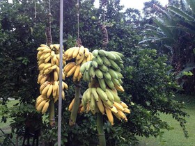 Heavenly Hana Paradise