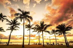 Palms by RedAwning