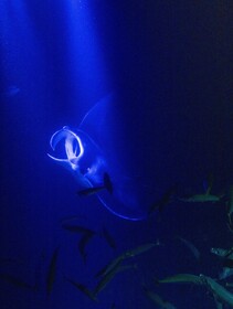 OUTRIGGER Kona Resort & Spa