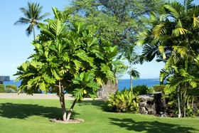 OUTRIGGER Kona Resort & Spa