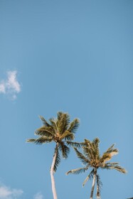 Plantation Hale Suites