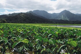 OUTRIGGER Kaua'i Beach Resort & Spa