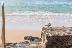 The Pikake by RedAwning