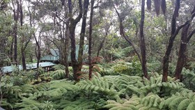 The Guest Cottages at Volcano Acres Tree House