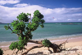 The Northshore Hostel Maui