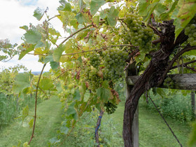 Galena Cellars Vineyard & Winery