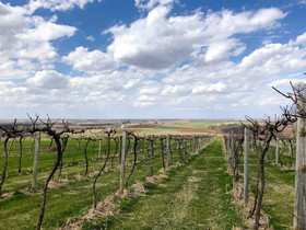 Galena Cellars Vineyard & Winery