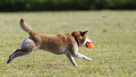 Amber Inn Motel Le Mars