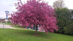 Sudbury Court Motel & RV Park