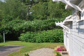 White Anchor Inn