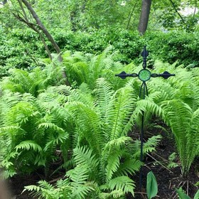 Elms of Camden